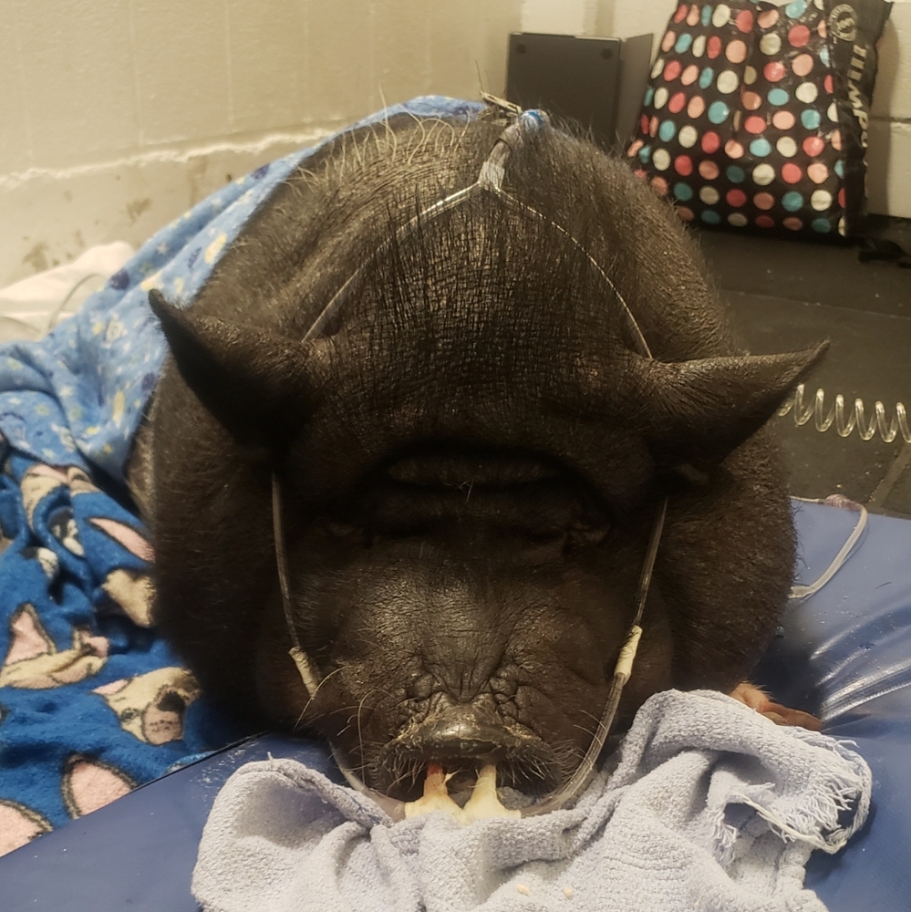 All Proceeds Go To Pig Margaret's Vet Bills - Picture 2 of 3